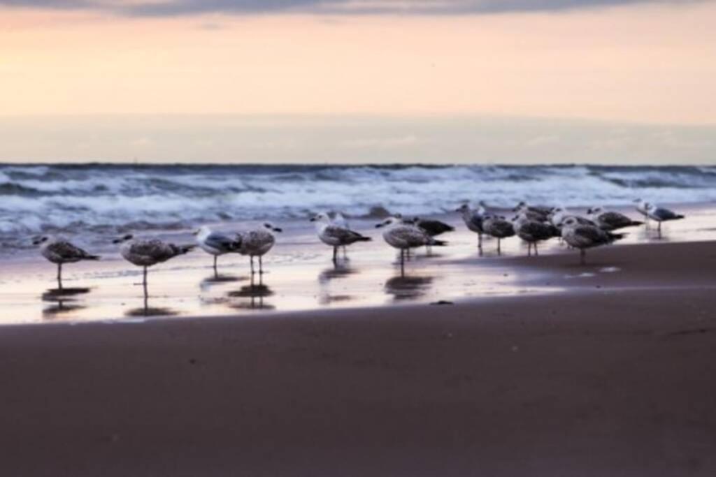 Zeezonzand Koksijde Exterior foto